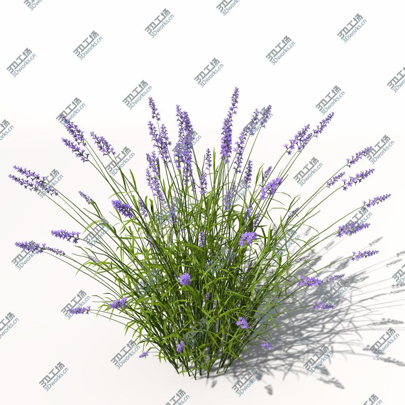 images/goods_img/202104092/XfrogPlants Lavender/3.jpg